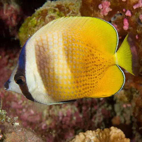 Sunburst Butterfly - Pacific (Chaetodon kleinii) - Marine World Aquatics