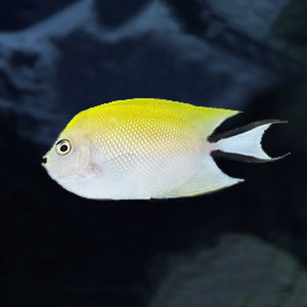 Swallowtail Angel Fish (Genicanthus melanospilos) - Marine World Aquatics