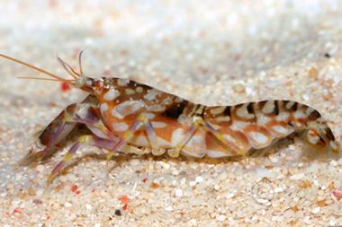 Tiger Shrimp (Alpheus bellulus) - Marine World Aquatics