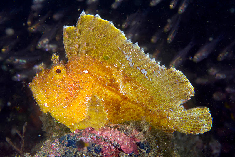 Leaf Fish - Coloured (Taenianotus triacanthus) - Marine World Aquatics