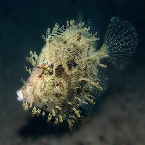 Tassel Filefish (Chaetodermis pencilligerus) - Marine World Aquatics