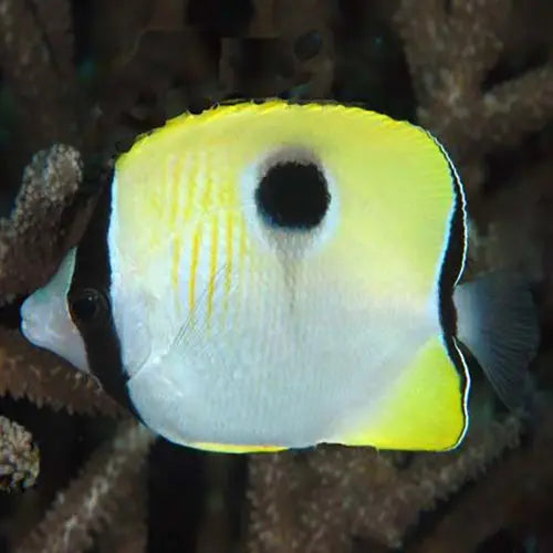 Teardrop Butterfly - (Chaetodon unimaculatus) - Marine World Aquatics