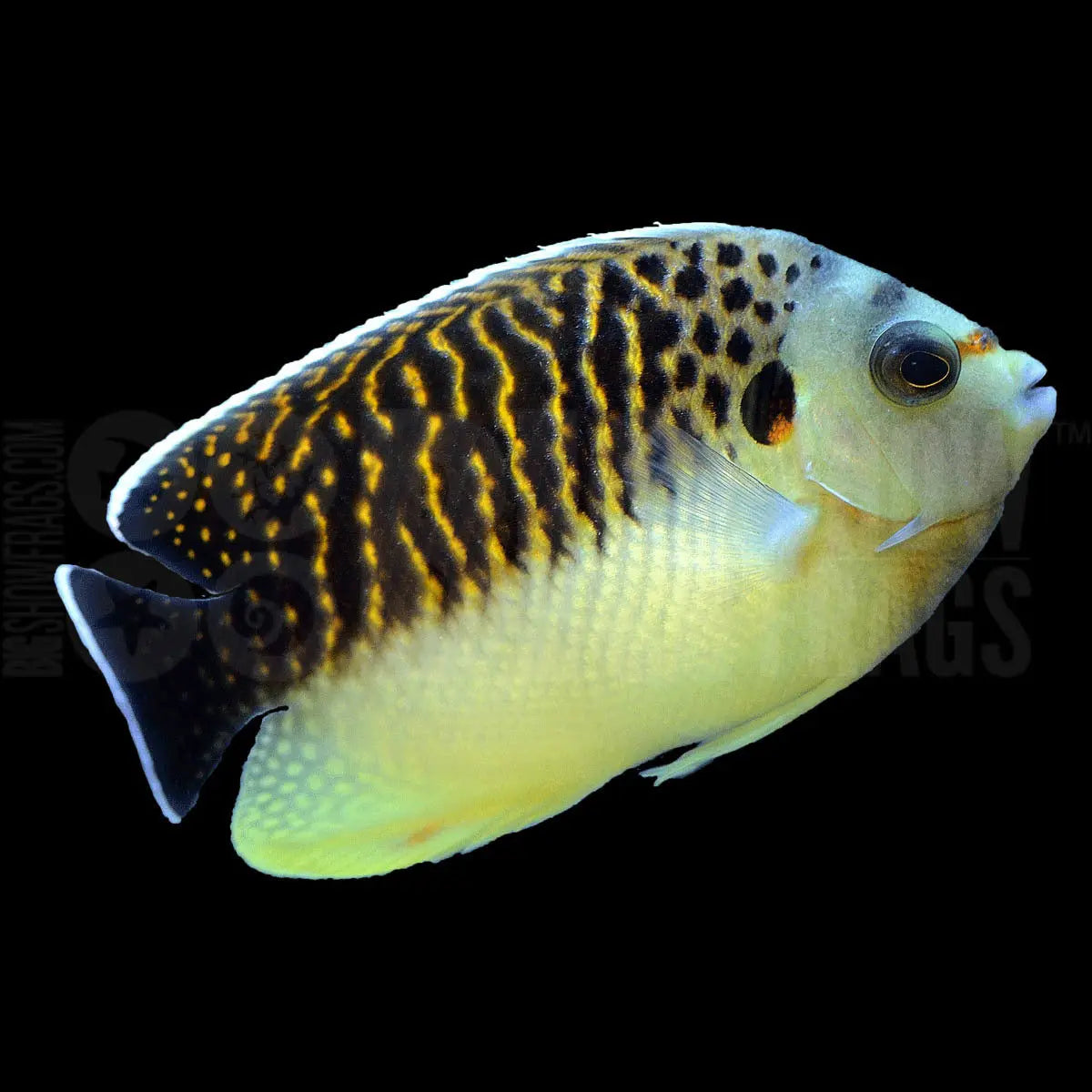 Kingi Angel (Apolemichthys kingi) - Marine World Aquatics