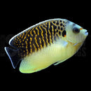 Kingi Angel (Apolemichthys kingi) - Marine World Aquatics