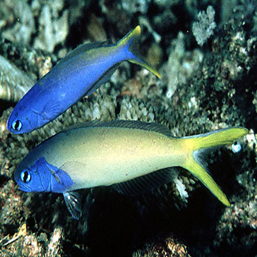 Tile Goby - Bluethroat (Hoplolatilus starcki) - Marine World Aquatics