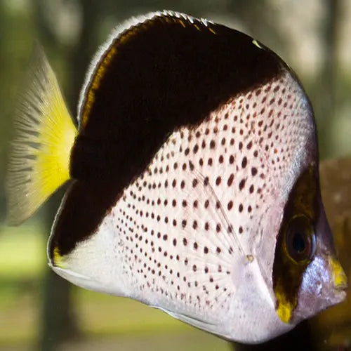 Tinkers Butterfly (Chaetodon tinkeri) - Marine World Aquatics