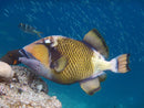 Titan Trigger (Balistoides viridescens) - Marine World Aquatics
