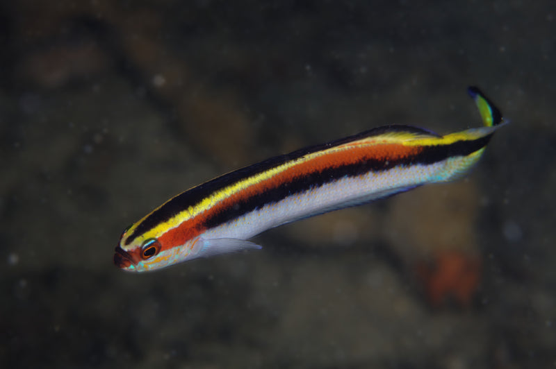 Hula Basslet (Trachinops taeniatus) - Marine World Aquatics
