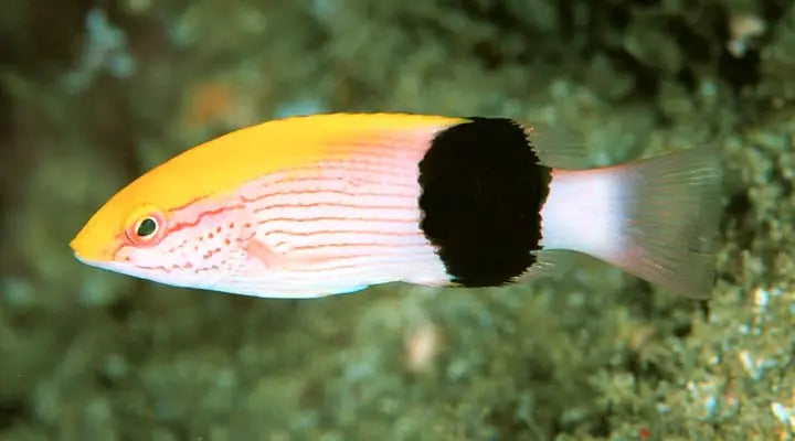 Tuxedo Hog (Bodianus bilunulatus) - Marine World Aquatics