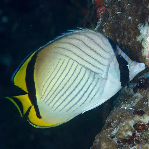 Vagabond Butterfly (Chaetodon vagabundus) - Marine World Aquatics