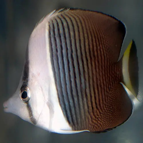 Whiteface Butterfly (Chaetodon mesoleucos) - Marine World Aquatics