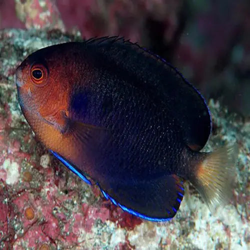 Yellow Tail Angel - Melanesia (Centropyge flavicauda) - Marine World Aquatics