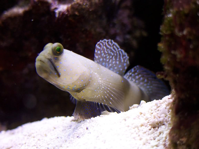Watchman Goby - White (Amblygobius stethophthalmus) - Marine World Aquatics