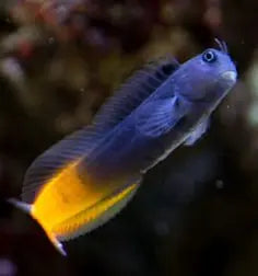 Yellow Tail Midas Blenny (Escenius lividanalis) - Marine World Aquatics