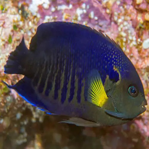 Yellowfin Angel (Centropyge flavipectoralis) - Marine World Aquatics