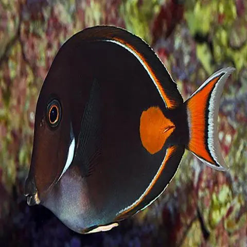 Achilles Tang (Acanthurus achilles) - Marine World Aquatics