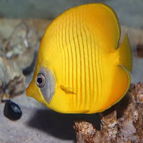 Addis Butterfly (Chaetodon semilarvatus) - Marine World Aquatics