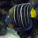 African Angel fish : A (Pomacanthus chrysurus) - Marine World Aquatics