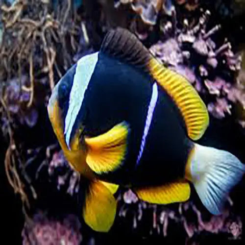African Clown (Amphiprion allardi) - Marine World Aquatics
