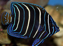 African Angel fish : J (Pomacanthus chrysurus) - Marine World Aquatics