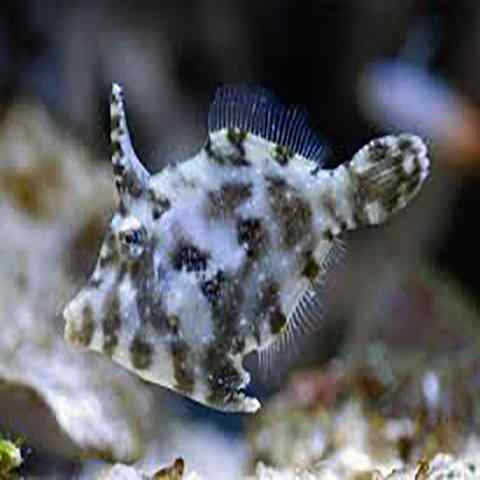 Aiptasia Eating Filefish (Acreicthys tomentosus) - Marine World Aquatics