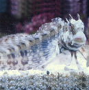Algae Blenny (Salarias fasciatus) - Marine World Aquatics