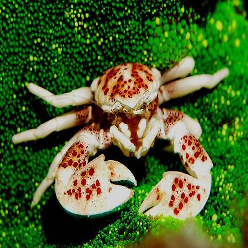Anemone Crab - (Neopetrolisthes maculatus) - Marine World Aquatics