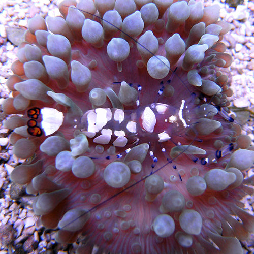 Anemone Shrimp (Periclimenes brevicarpalis) - Marine World Aquatics