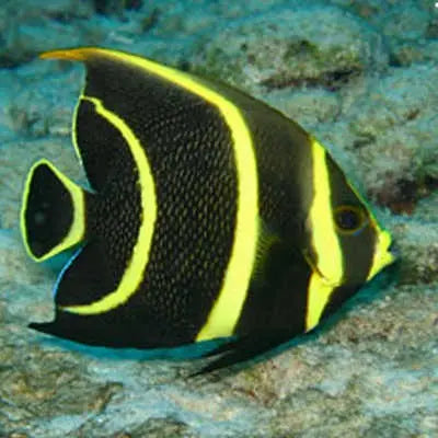 Black French Angel: J (Pomacanthus arcuatus) - Marine World Aquatics