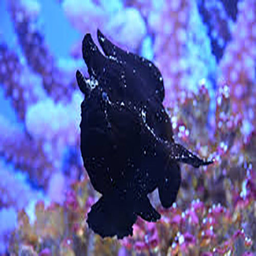 Angler Fish - Black (Antennarius spp.) - Marine World Aquatics