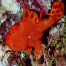 Angler Fish - Coloured (Antennarius spp.) - Marine World Aquatics