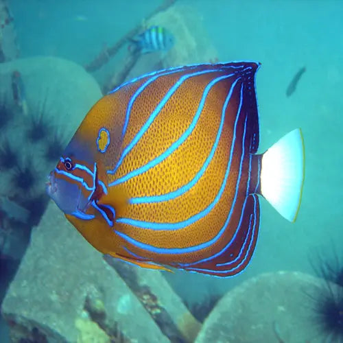 Annularis Angel: A (Pomacanthus annularis) - Marine World Aquatics