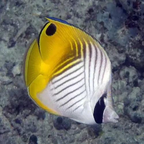Auriga Butterfly (Chaetodon auriga) - Marine World Aquatics