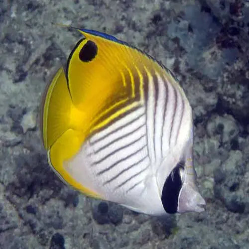 Auriga Butterfly (Chaetodon auriga) - Marine World Aquatics