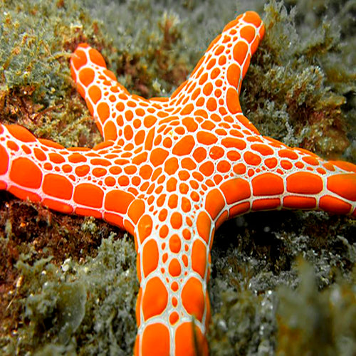 Australian Biscuit Starfish (Pentagonaster dubeni) - Marine World Aquatics