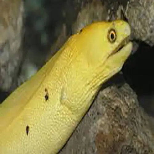 Buy Online Freshwater Eels for Sale Marine World Aquatics