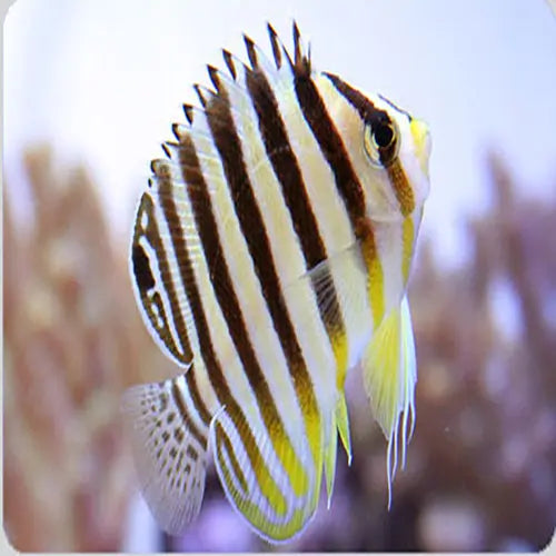 Banded Angel - Yellow (Paracentropyge multifasciata) - Marine World Aquatics