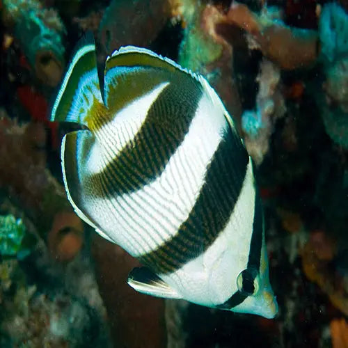 Banded Butterfly (Chaetodon striatus) - Marine World Aquatics