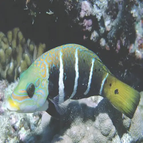 Banded Wrasse (Hemigymnus fasciatus) - Marine World Aquatics