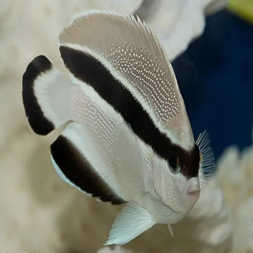 Bandit Angel (Holocanthus arcuatus) - Marine World Aquatics