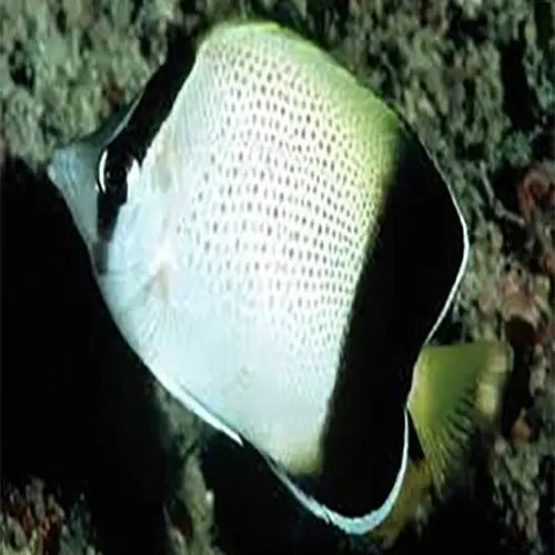 Bandit Butterfly (Chaetodon humeralis) - Marine World Aquatics