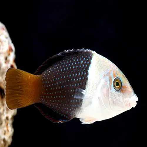 Banner Wrasse (Hemigymnus melapterus) - Marine World Aquatics