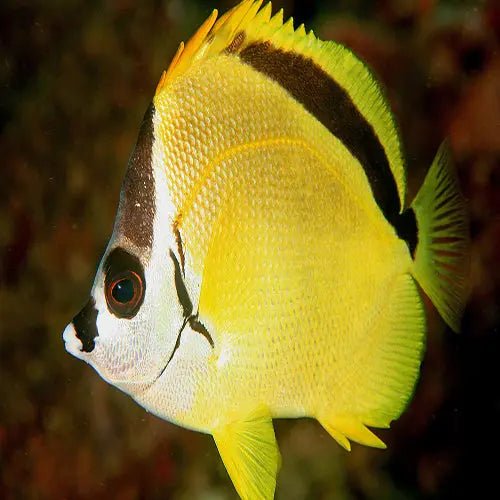 Stunning Barber Fish with Yellowish-Silvery Body – Marine World Aquatics