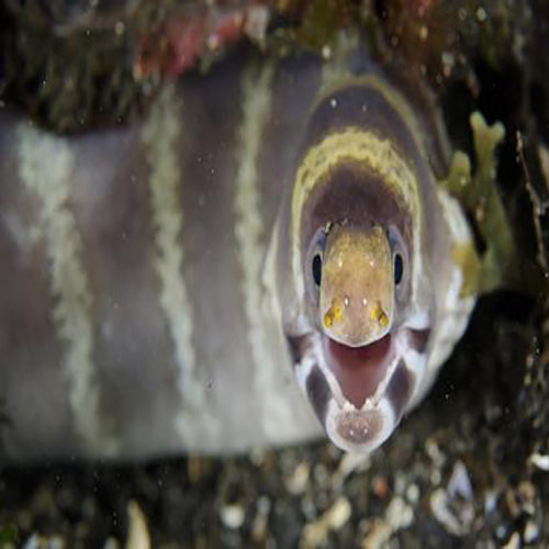 Barred Moray (Echidna polyzona) - Marine World Aquatics