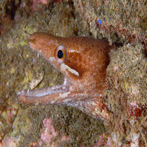 Barredfin Moray-Eel (Gymnothorax zonipectis) - Marine World Aquatics