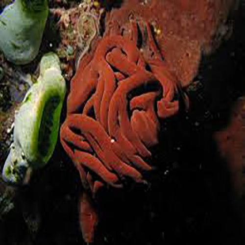 Basket Starfish (Astroboa ernae) - Marine World Aquatics