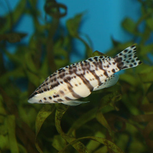 Bass - Harlequin (Serranus tigrinis) - Marine World Aquatics