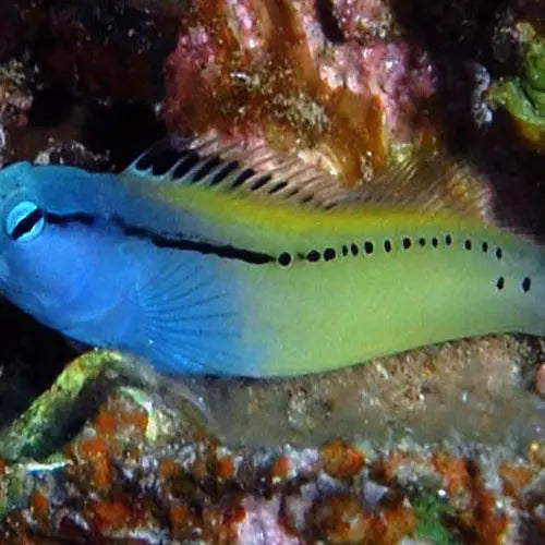 Beaver Blenny (Meiacanthus nigrolineatus) - Marine World Aquatics