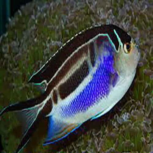 Bellus Angel (Genicanthus bellus) - Marine World Aquatics