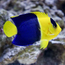 Bicolor Angel - Melanesia (Centropyge bicolor) - Marine World Aquatics